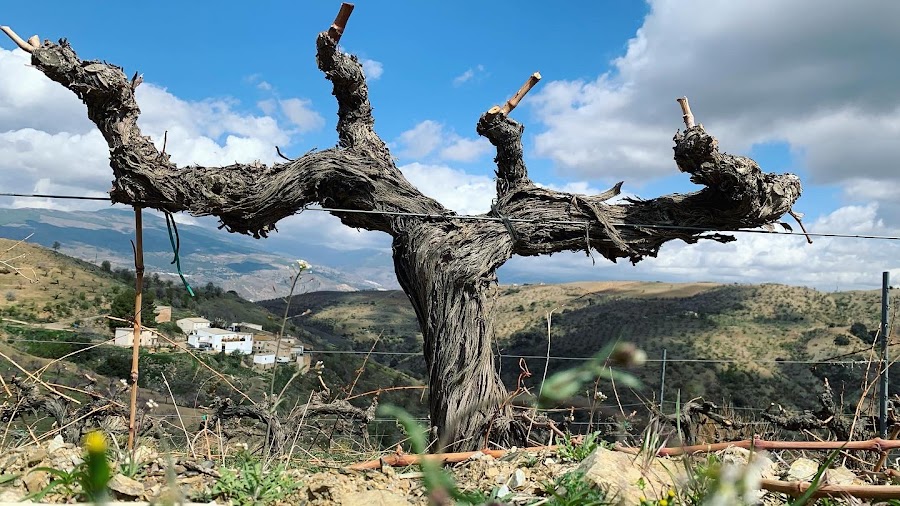 Bodegas Félix García