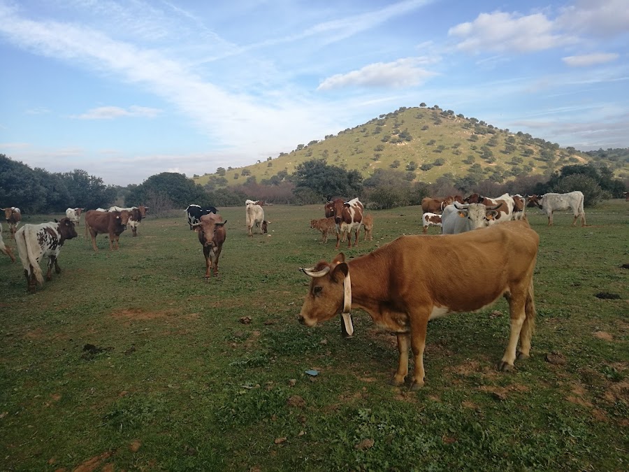 Polígono Industrial Guadiel